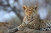 Sabi Sands, Mpumalanga, South Africa.. Portrait of a leopard, Panthera pardus, resting on a termite mound.