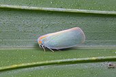Fort Myers, Florida, United States.. A palm leaf hopper, Ormaneria rufifascia, on a saw palmetto frond.