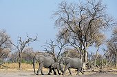 Khwai Concession, Okavango Delta, Botswana. African elephants, Loxodonta africana, walking.