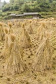 Mingao, Yongjia County, China.. Dried rice bundles waiting to be harvested on paddy fields in Yongjia County.