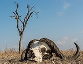 Sabi Sands, Mpumalanga, South Africa.. African, or Cape buffalo, Syncerus caffer, skull on the ground with dead tree in the background.