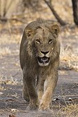 Savuti, Chobe National Park, Botswana. A male lion, Panthera leo, walking and looking at the camera.