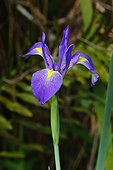 Florida, United States.. A blue flag iris, Iris versicolor, growing in a swamp.