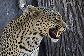 Khwai Concession, Okavango Delta, Botswana. A leopard, Panthera pardus, baring its teeth.