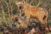 Hargeisa, Somaliland, Somalia.. Two spotted hyena, Crocuta crocuta, eating carcasses.