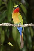 Benoue National Park, North, Cameroon.. A red-throated bee-eater, Merops bulocki, perches on a branch.