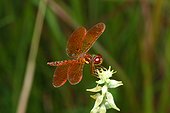 Fort Myers, Florida, United States.. An eastern amberwing, Perithemis tenera, resting on a flower.