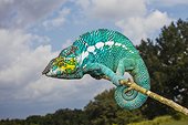 Frostproof, Florida, United States.. A panther chameleon, Furcifer pardalis, rests on a tree branch.