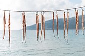Mani, Peloponnese, Greece.. Octopus tentacles hanging to dry on the Mani peninsula in the Peloponnese in Greece.