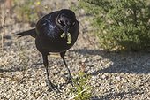 Riverside County, San Jacinto Wildlife Area, California, USA.. A Brewers blackbird, Euphagus cyanocephalus, feeding on caterpillars.