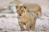 Sabi Sands, Mpumalanga, South Africa.. Lion cub, Panthera leo, standing in a sandy dry riverbed.
