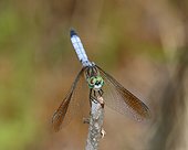 Fort Myers, Florida, United States.. A male blue dasher dragonfly, Pachydiplax longipennis, rests on a twig.