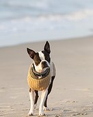 Ocracoke, North Carolina, USA.. A young Boston Terrier wearing a sweater explores the beach.