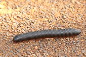 Campo Maan National Park, Cameroon.. Close up of an African giant millipede, Spirobolus species.