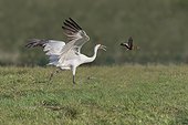 Rockport, Texas.. A whooping crane threatens a whistling duck and chases it away from its feeding area.
