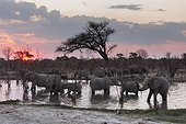 Khwai Concession, Okavango Delta, Botswana. African elephants, Loxodonta africana, drinking in the river Khwai at sunset.