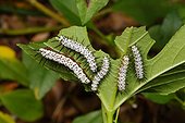 Florida, United States.. Zebra long-wing butterfly caterpillars, Heliconius charithonia.
