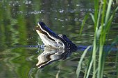 Florida, United States.. An American alligators, Alligator mississippiensis, on the waters surface.