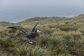 Prion Island, South Georgia Island.. An immature wandering albatross spreads its wings on a grassy cliff.