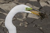 Riverside County, San Jacinto Wildlife Area, California, USA.. A great egret, Ardea alba, feeds on a crayfish.