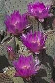 Anza-Borrego Desert State Park, California, USA.. A close up of beavertail cactus, Opuntia basilaris, in bloom.