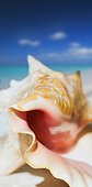 British West Indies Turks and Caicos/Providenciales Grace Bay Beach, seashell
