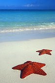 British West Indies Turks and Caicos/Providenciales Grace Bay Beach, Sea Star