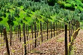 Italie ITA/Tuscany, Gaiole in Chianti Wineyard and olives trees