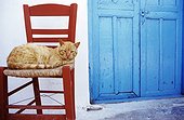 Greece GRE/Cyclades, Amorgos island A cat in the port of Katapola