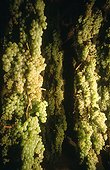 Italie ITA/Tuscany, Greve in Chianti Grapes for vinsanto