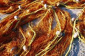 Greece GRE/Cyclades Colored fishing nets