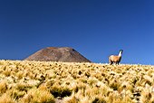 Chili Chile/Antofagasta, Atacama Desert Lama around Paso Portezuelo del Cajon