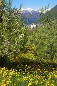 Italie ITA/Trentino, Val di Sole Golden Delicious fruit garden and Taraxacum officinale flowers at Cavizzana village, Caldes castle and val di Rabbi with Cimon di Bolentina peak in the background