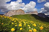 Italy ITA/Trentino, Val di Fassa Trollius europaeus flowers near Sella group