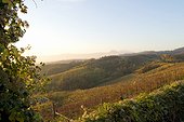 Italie ITA/Piedmont, Gattinara Colline vercellesi, Gattinara wine