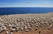Canada Canada/Quebec, Gaspesie Bonaventure Island, gannets