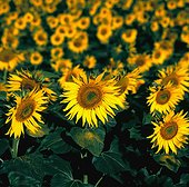 France FRA/Bourgogne field of sunflowers
