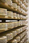 Italy ITA/Friuli Ugovizza locality, Montasio cheese, seasoning