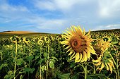 Italy ITA/Marches, Tolentino sunflowers