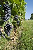 Italy ITA/Piedmont, Monferrato Black grapes in monferrato vineyards near Razzano Castle