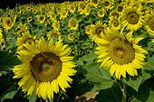 Italy ITA/Piedmont, Casale Monferrato Sunflowers on th hills near Casale Monferrato
