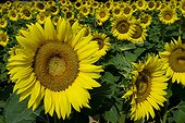Italie ITA/Piedmont, Casale Monferrato Sunflowers on th hills near Casale Monferrato