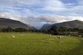 Irlande  Ireland/Kerry, Kenmare Gap of Dunloe, sheeps in quiet countryside