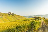 Italy, Piedmont, Cuneo district, Langhe, Castiglione Falletto, The Nebbiolo vineyards surround the village of Castiglione Falletto.
