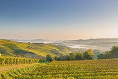 Italy, Piedmont, Cuneo district, Colline del Barolo, Langhe, Barolo, Nebbiolo Vineyards on the hills in near Barolo and la Morra.