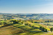 Italy, Piedmont, Cuneo district, Colline del Barolo, Langhe, Novello, Panoramic view of the vineyards near Novello