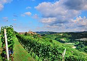 Italy, Piedmont, Cuneo district, Langhe, Castiglione Falletto, The Nebbiolo vineyards surround the village of Castiglione Falletto.