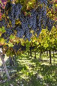 Italy, Sicily, Agrigento district, Palma di Montechiaro, Nero D'Avola vineyard