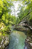 Slovenia, Upper Carniola, Bled, Julian Alps, Triglav National Park, Vintgar Gorge of the Radovna River
