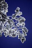 Snow covered tree branch against blue sky